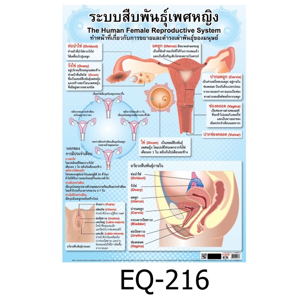 ระบบสืบพันธุ์เพศหญิง EQ-216 สื่อโปสเตอร์ภาพ กระดาษ หุ้มพลาสติก