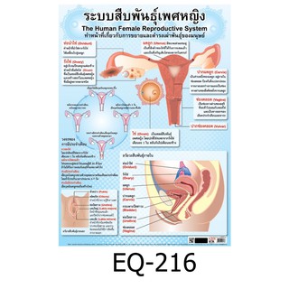 ระบบสืบพันธุ์เพศหญิง EQ-216 สื่อโปสเตอร์ภาพ กระดาษ หุ้มพลาสติก