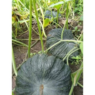 เมล็ดฟักทอง 20 เมล็ด [10 เเถม 2]