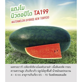 เมล็ดพันธุ์ แตงโม นิวตอปิโด TA 199 - Watermelon (HYBRID) New Torpedo ตราดอกแตง เมล็ดผัก คุณภาพ "เพื่อนเกษตรกร"