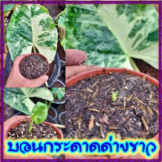 ใหม่!!Alocasia macrorrhizos ชิ้นตา-ไข่บอนกระดาดด่างขาว รื้อจากต้นแม่ด่างแท้ จัดส่งพร้อมกระถาง