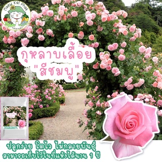 เมล็ดพันธุ์ กุหลาบเลื้อย สีชมพู Pink Rose 50 เมล็ด (ไม่ใช่พืชที่มีชีวิต)