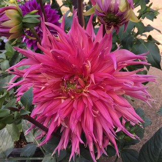 รักเร่ Dahlia สายพันธุ์ Persian Carpet นำเข้าจากเนเธอร์แลน หัวสดใหม่ 1 หัว/ออเดอร์