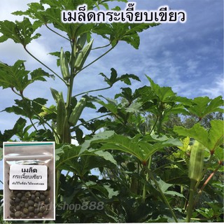 เมล็ดพันธุ์ กระเจี๊ยบเขียว 100 เมล็ด [10 แถม 1 คละได้]