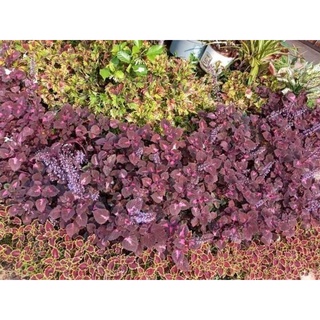 ฤาษีผสม(Coleus) ขายกิ่งสดชุดที่1