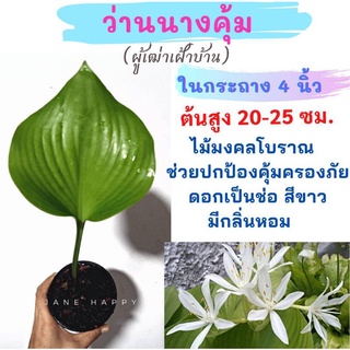 ว่านนางคุ้ม หรือว่านผู้เฒ่าเฝ้าบ้าน ในกระถาง 4 นิ้ว (จัดส่งแบบต้นพร้อมใบสวยๆ)