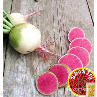 เมล็ดอวบอ้วน100%เมล็ดพันธุ์ เรดิชแตงโม (Watermelon Radish Seed) บรรจุ 100 เมล็ด คุณภาพดี ราคาถูก ของแท้ 100%เมล็ดพืชคุณภ