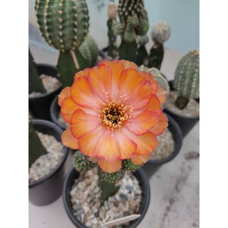 กระบองเพชร แคคตัส (Cactus) Lobivia (Orange flower)