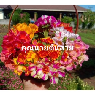 คุณนายตื่นสายสีสวย(.20สี)ชุดโปรราคาพิเศษเปิดร้านใหม่ น้ำกนักครึ่งโล  กิ่งอวบสวยมีจำกัดนะคะ