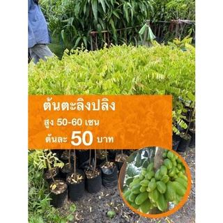 ต้นตะลิงปลิง 1 ต้น ราคา 50 บาท