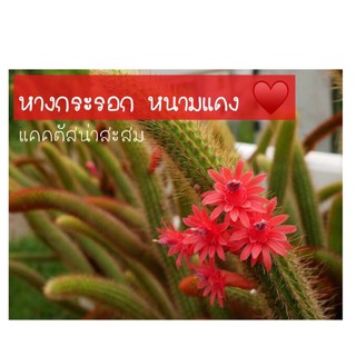 ♥️ 🐿หางกระรอกหนามแดงแน่นๆAporocactus Flagelliformis🌵🐿 หนามแดงสวยน่าสะสม ไม่ค่อยมีขายทั่วไปค่ะ