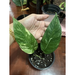 อีพิ Epipremnum Epipremnum Pinnatum variegated อิพิด่างขาวด่างขาว ใบใหญ่ มีรากแล้ว  แข็งแรง ใบเริ่มฉีก