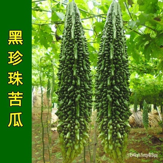 Zhuqi Flower Seed Industry Black Pearl Bitter Gourd Seed gnocchi Black Bitter Gourd Seed สุกเร็วและให้ผลผลิตสูงมากเมล็ดพ