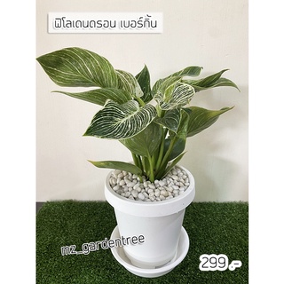 [[ต้นไม้จริง]] 🌿🌿ฟิโลเดนดรอน เบอร์กิ้น🌿🌿 ขนาดกระถาง 6 นิ้ว (พร้อมกระถางสีขาว)**ต้นไม้คัดฟอร์มสวยทุกต้น**