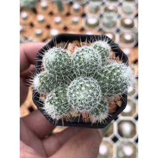 แมมเข็มเงินฟอร์มกอเล็ก Mammillaria geminispina