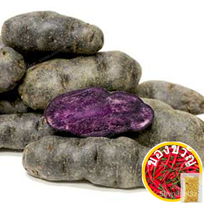5pcs Fingerling Potato Seeds Vegetables Seeds High Quality and Germination Rateกางเกง/แอปเปิ้ล/กุหลาบ/แม่และเด็ก/เสื้อ/ผ