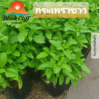ต้นกระเพรา กระเพราขาว ต้นไม้ เมล็ดพันธ์ พันธุ์ไม้ เมล็ดพันธุ์ สวนเขาหมาก ผักสวนครัว