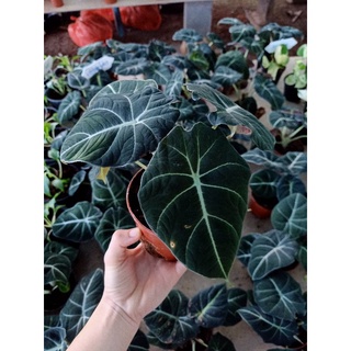 อโลคาเซีย แบลคเวลเวท ใบกำมะหยี่ Alocasia Black Velvet