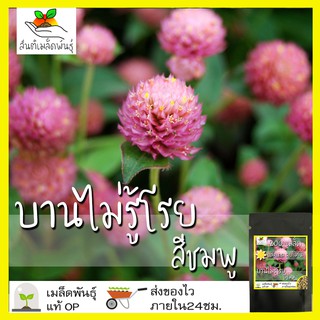 เมล็ดพันธุ์ บานไม่รู้โรย สีชมพู 200 เมล็ด Pink Gomphrena เมล็ดพันธุ์แท้ นำเข้าจากต่างประเทศ ปลูกผัก สวนครัว ถูกดี