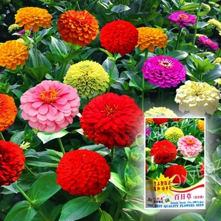 เมล็ดพันธุ์ดอกบานชื่น กลีบซ้อน คละสี 200เมล็ด Zinnia ต้นบานชื่นหลากสี