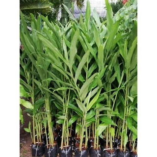 มหาหงส์ (สเลเต) ดอกสีขาว ดอกหอม 1 ถุงมี 4-5ต้น สูง 50-100เซนติเมตร