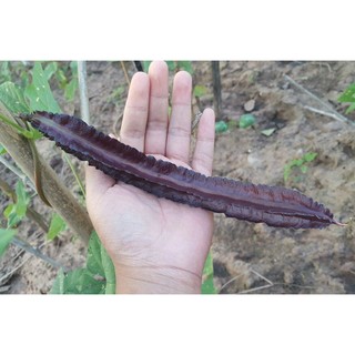 เมล็ด ถั่วพูสีม่วง - Purple Winged Bean