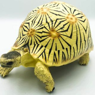 โมเดลเต่าเรซิ่น เต่าราเดียตา high yellow radiated tortoise