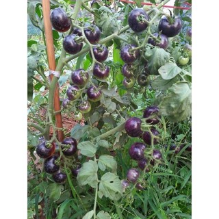 เมล็ดพันธุ์ มะเขือเทศ สีม่วง ( Purple Tomato Seed ) บรรจุ 20 เมล็ด