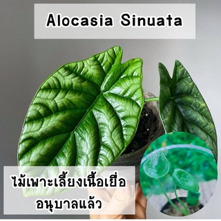 อโลคาเซียซินัวเอต้า (Alocasia Sinuata) ไม้เพาะเลี้ยงเนื้อเยื่อ อนุบาลแล้ว