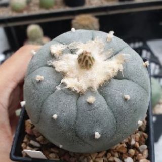 แคคตัส Lophophora williamsii ไม้เพาะเมล็ด