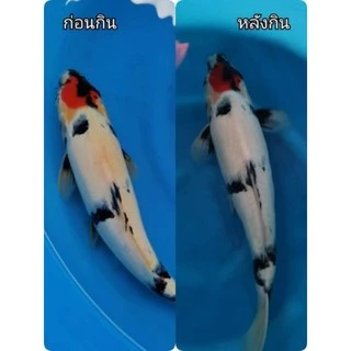 อาหารปลาคาร์ฟ Jumbo KOI ขนาด 5kg ,10 kg