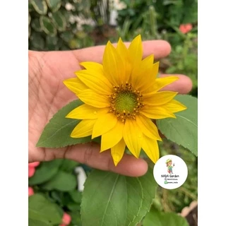 เมล็ดพันธุ์ ทานตะวันแคระ 50เมล็ด (Dwarf sunflower 50 seed)