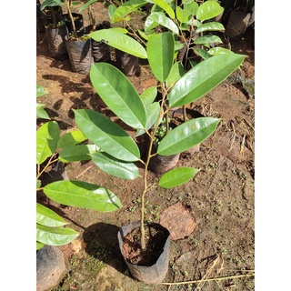 ต้นทุเรียนนกหยิบ  🌿ทุเรียนโบราณจ.จันทบุรี