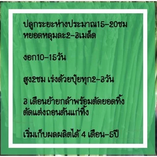 เมล็ดพันธ์ุ หน่อไม้ฝรั่งพันธุ์บร็อคอินพรูฟ 500เมล็ด(Asparagus Brock's Improved) หน่อไม้ฝรั่ง