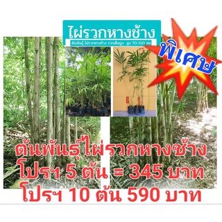 ไผ่รวกหางช้าง ไผ่ใช้ลำ ไผ่มงคล ไผ่รวก โปรฯพิเศษ 5 ต้น =345 บาท /10 ต้น = 590 บาท