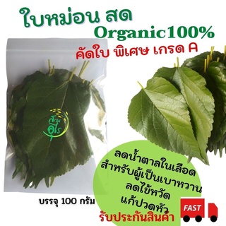 ใบหม่อนสด Organic100% คัดใบ เกรดA คุณภาพ ไร้สารเคมี เก็บสด สะอาด ธรรมชาติ สมุนไพร ใบหม่อน ใบหม่อนสด น้ำคลอโรฟิล ชา