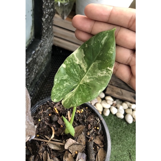 บอนกระดาษด่างขาว 3900 บาท พร้อมส่ง