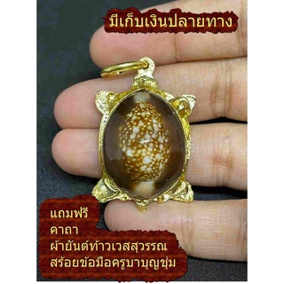 เบี้ยแก้ เบี้ยเต่า หลังพญาเต่าเรือนหลวงปู่หลิว วัดไร่แตงทอง จ.นครปฐม แถมฟรีผ้ายันต์ท้าวเวสสุวรรณ กันภัย คุณไสย
