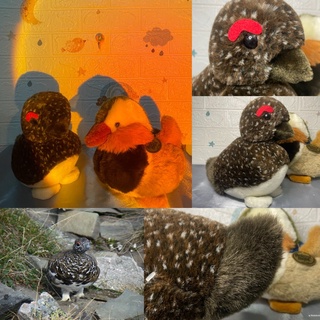 ตุ๊กตานก Rock Ptarmigan (Thunder bird, in Japan) งานสัตว์เหมือน ป้าย Cest mignon Made in Korea