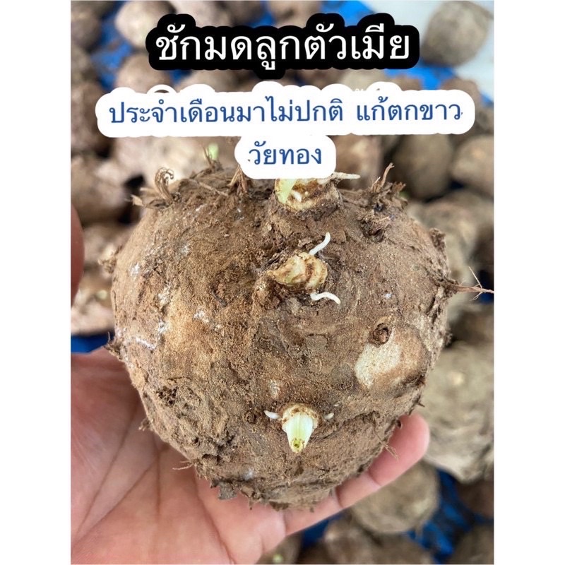 ว่านชักมดลูกสด : ขนาด 1 กิโลกรัม (ปลูกหรือทานได้)