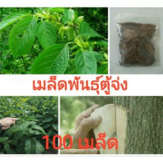 เมล็ดพันธุ์ตู้จ่งEucommia ulmoides 100เมล็ด