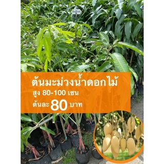 ต้นมะม่วงน้ำดอกไม้ ต้นละ 80 บาท