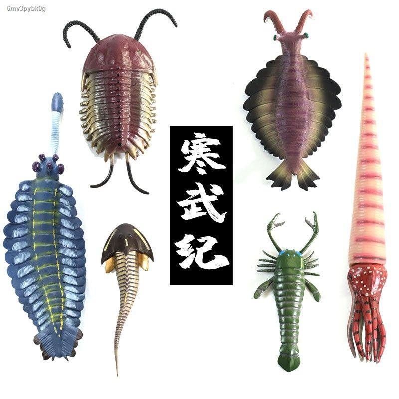 80%OFF!】 標本 Giant isopod bathynomis giganteas 362mm.living