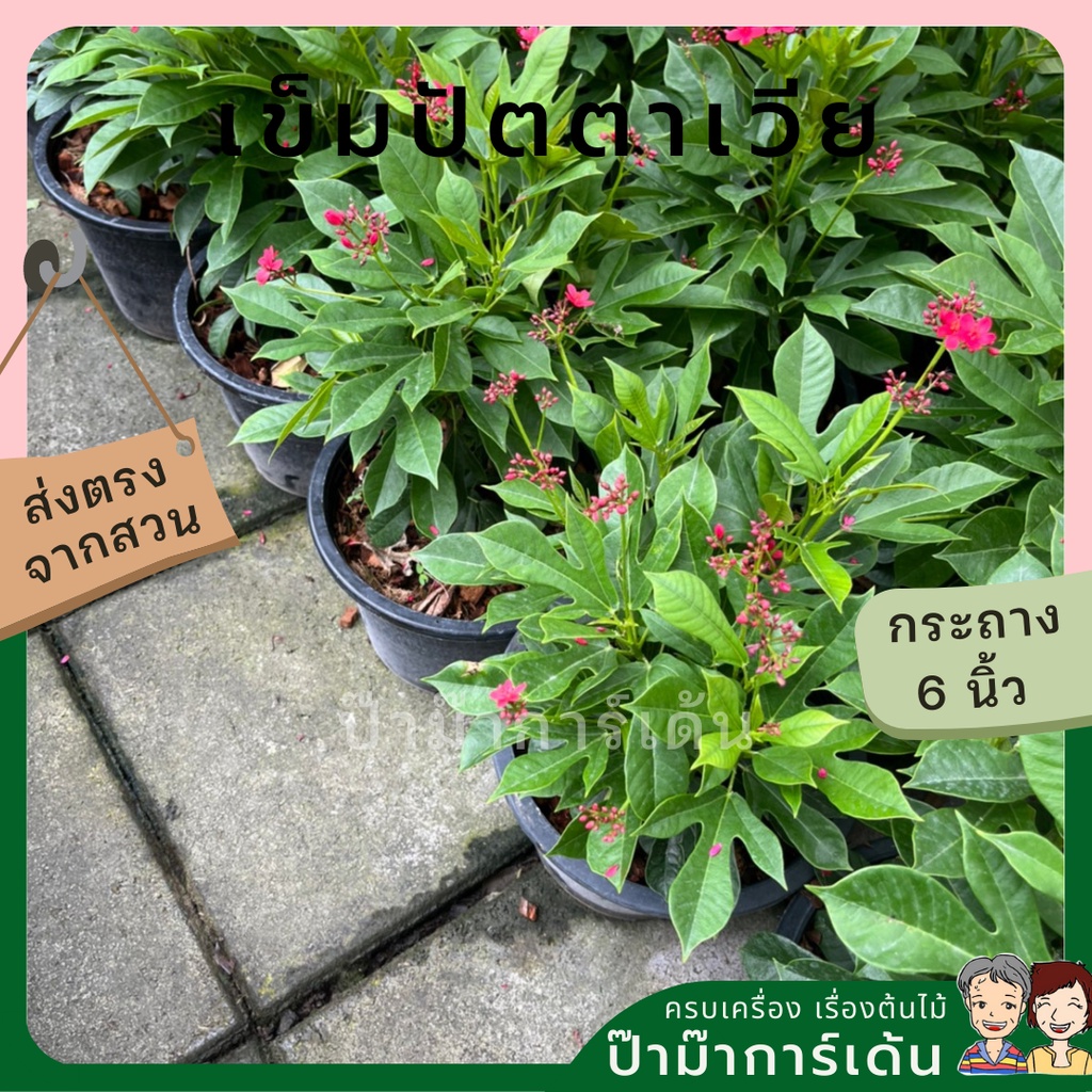 มุมมอง 5