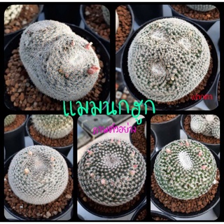 แมมนกฮูก  mammillaria perbella แคคตัส กระบองเพชร