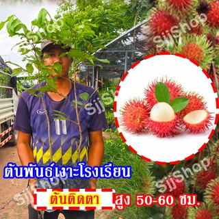 1ต้น ต้นพันธุ์เงาะโรงเรียนฯ เป็นต้นติดตาสูงประมาณ 50-60 ซม. เนื้อหวานกรอบ อร่อยลูกใหญ่สีแดงเข้ม พร้อมจัดส่ง