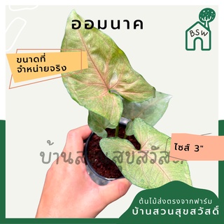 ออมนาค ในกระถาง 3 นิ้ว ต้นไม้มงคล มาในกระถางพร้อมตั้ง syngonium