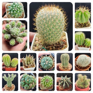 กระบองเพชร แคคตัส  cactus ราคาถูก