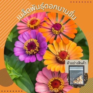 เมล็ดพันธุ์ดอกบานชื่นคละสี 15 เมล็ด 🔺ขั้นต่ำโปรดสั่งสินค้าภายในร้าน30บาทขึ้นไปค่ะ