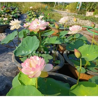 บัวหลวงจีนชื่อซุปเปอร์โลตัส(Super Lotus)สีหวานขาวอมชมพูดอกดกมาก